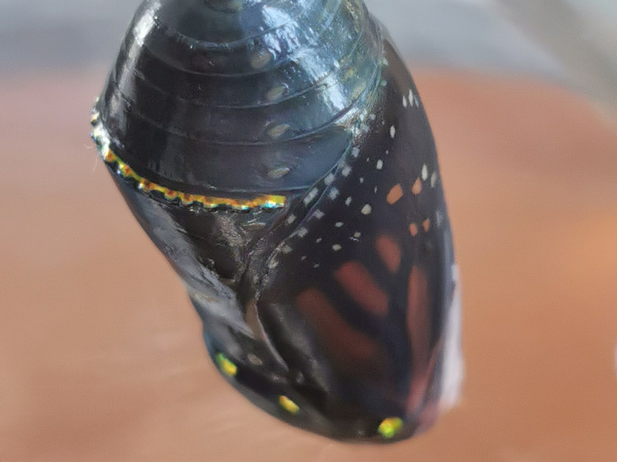 10 Glimmers from an ECE